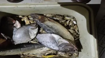 زلزال الرقابة يضرب أباطرة الفسيخ بالأقصر.. أطنان السموم خارج الموائد في أبريل